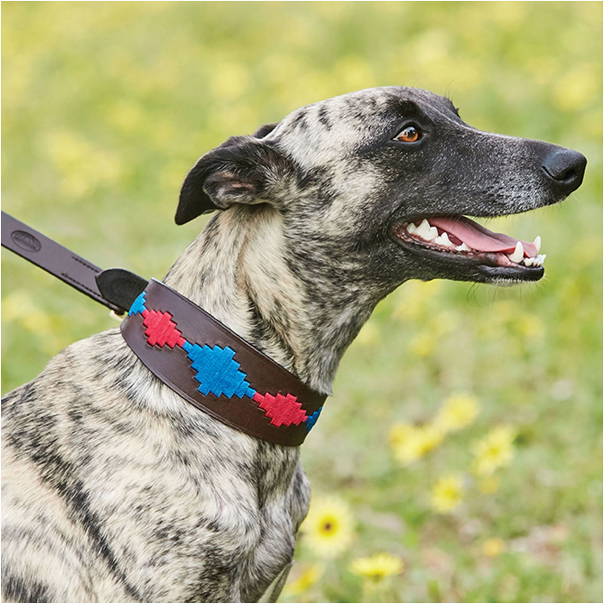 Weatherbeeta Lurcher Polo Leather Dog Collar 10016990 - Beaufort Brown